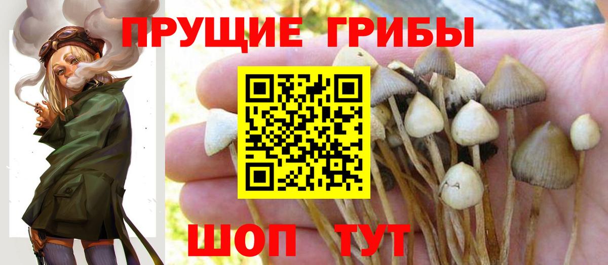 Псилоцибиновые грибы Cubensis Гай